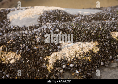 Tresaith Strand Ceredigion Cardiganshire Mollusken etc. stecken bis rock Stockfoto