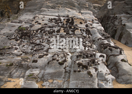 Tresaith Strand Ceredigion Cardiganshire Mollusken etc. stecken bis rock Stockfoto