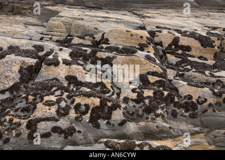 Tresaith Strand Ceredigion Cardiganshire Mollusken etc. stecken bis rock Stockfoto