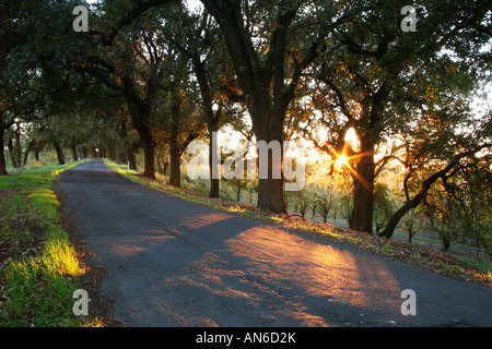 Straße auf einem Damm durch Eichen bei Sonnenuntergang. Stockfoto