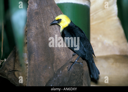 Gelb mit Kapuze Amsel Chrysomus Icterocephalus Trinidad West Indies Februar erwachsenen männlichen Icteridae Stockfoto