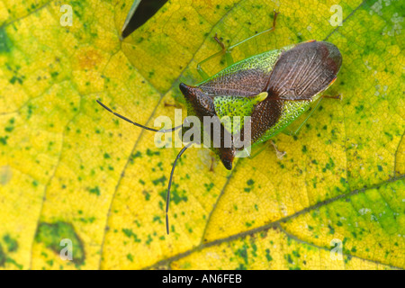 Weißdorn Schild Bug Acanthosoma Haemorrhoidale auf Blatt Stockfoto