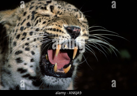 Amur Leoparden Panthera Pardus Orientalis Russland Stockfoto