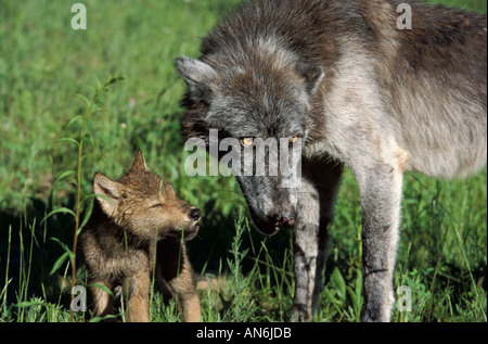 Holz oder Grey Wolf Canis Lupus weiblichen und jungen 7 Wochen altes Jungtier USA Stockfoto