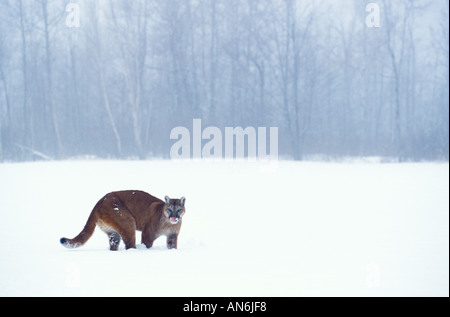 Berglöwe Puma Cougar Felis Concolor Minnesota USA Stockfoto