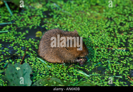 Wasser-Wühlmaus Arvicola Terrestris in Wasser Fütterung auf Rasen Vereinigtes Königreich Stockfoto