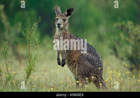 Östliche graue Känguru Macropus Giganteus weibliche Macropug Giganteus Australien Stockfoto