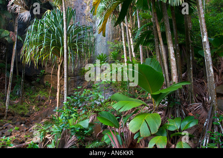 Wasserfall und Coco de Mer Palmen in die UNESCO-Weltkulturerbe Valle de Mei National Park Praslin Island-Seychellen Stockfoto