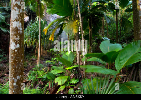 Wasserfall und Coco de Mer Palmen in die UNESCO-Weltkulturerbe Valle de Mei National Park Praslin Island-Seychellen Stockfoto