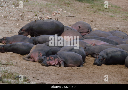 Nilpferd Hippopotamus amphibische Herde ruht am Ufer des Mara Flusses Kenia Stockfoto