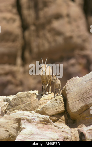 Nubische Steinböcke Capra Nubiana weiblich mit Kalb Jordan S Stockfoto