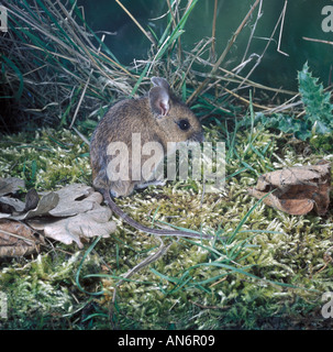 Waldmaus Apodemus Sylvaticus auf Moos Tote Blätter zur Seite Stockfoto