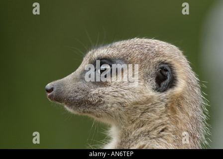 Erdmännchen auf der Suche bei Dudley Zoo Stockfoto