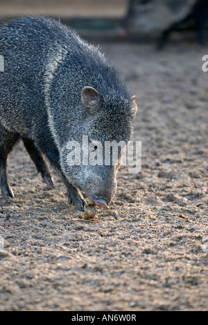 Halsband Peccary: Pecari Tajacu. In Gefangenschaft. Stockfoto