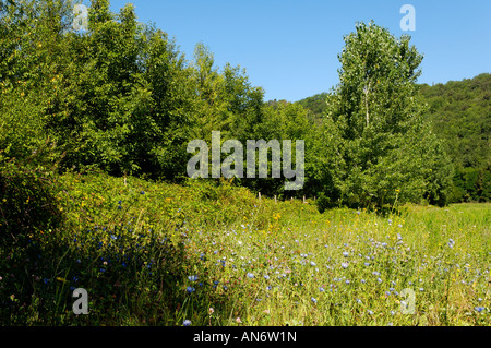 Frieden durch eine Wiese in einer toskanischen Waldlandschaft Stockfoto