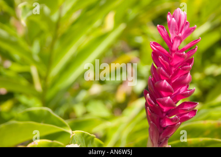 Roter Ingwer wächst in Romney Manor Gardens auf der Karibik Insel St. Kitts Stockfoto