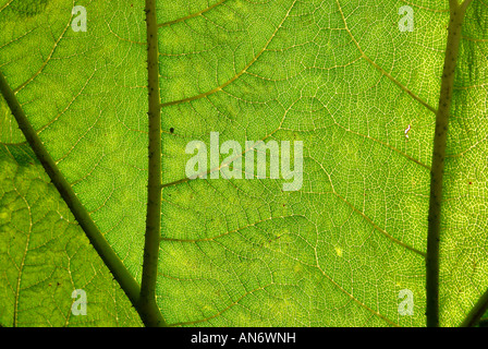 Nahaufnahme eines Blattes gunnera Stockfoto