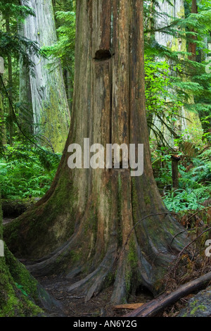 "Sprungbrett" Kerben im Baumstumpf.  Cathedral Grove, MacMillan Provincial Park, Vancouver Island, BC, Kanada Stockfoto