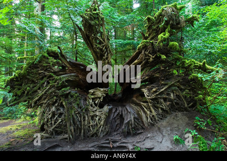 Ein umgestürzter Baum Wurzeln.  Cathedral Grove, MacMillan Provincial Park, Vancouver Island, BC, Kanada Stockfoto