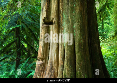 "Sprungbrett" Kerben im Baumstumpf.  Cathedral Grove, MacMillan Provincial Park, Vancouver Island, BC, Kanada Stockfoto