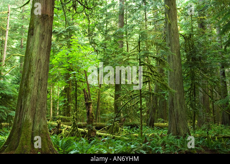 Altwachstum gemäßigten Regenwald.  Cathedral Grove, MacMillan Provincial Park, Vancouver Island, BC, Kanada Stockfoto