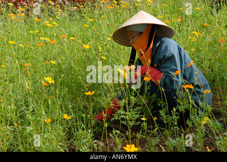Stadt Arbeitnehmer Garten-Stadt von Hue, Vietnam Stockfoto