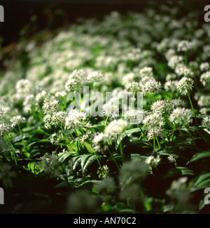 Allium ursinum Bärlauch Ramsons in Blüte in einem Land Wald im April Frühling in Carmarthenshire Wales UK KATHY DEWITT Stockfoto