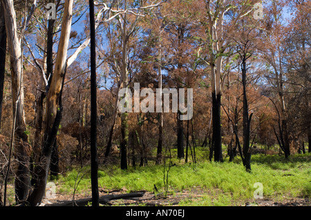 Einige nachwachsen nach der Grampians Buschfeuer. Adlerfarn Farn ist oft das erste Werk aus der Balckened Erde Stockfoto