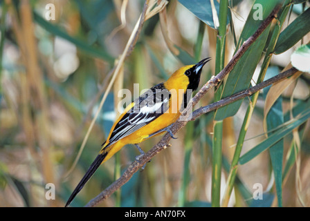 Mit Kapuze Oriole Ikterus Cucullatus Arizona Sonora Desert Museum Tucson Arizona USA März erwachsenen männlichen Stockfoto