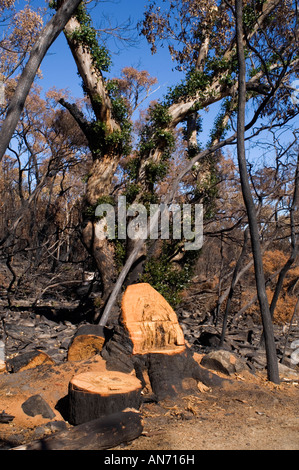 Eine Regeneration nach der Bushfire Kijiji Stockfoto