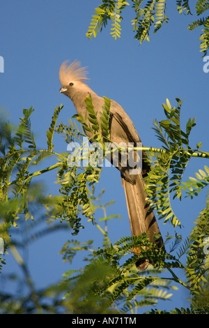 Grau oder grau Lourie Corythaixoides Concolor Zucht Erwachsenen Namibia Afrika November gehen weg Vogel Stockfoto