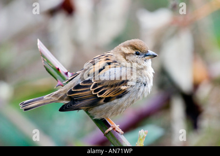 Haussperling Passer Domesticus Seattle Washington USA 9 März Erwachsene weibliche Passeridae Stockfoto