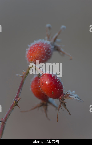 Rote Beeren mit frost Stockfoto