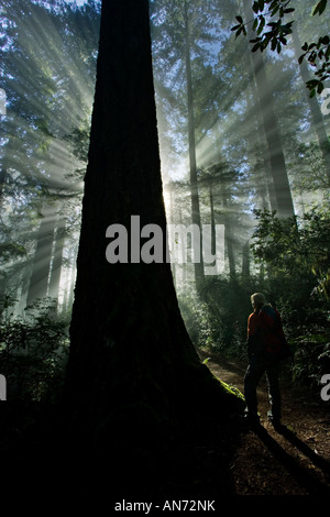 Frau Wandern Redwoods Nationalpark im Morgennebel Stockfoto