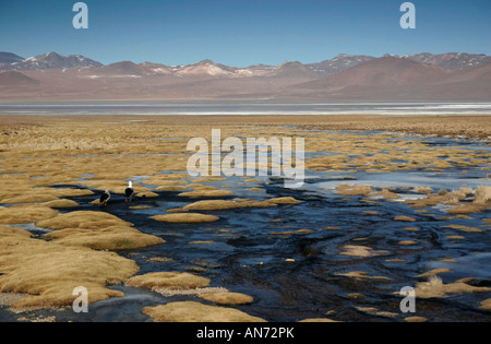 Salar de Chalviri auf dem Altiplano in Süd-westlichen Bolivien mit Anden Gänse Stockfoto