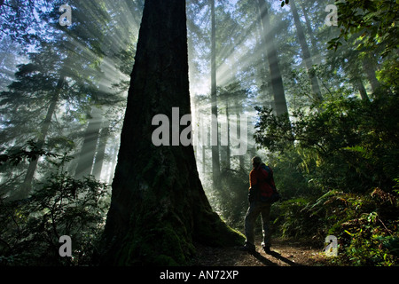 Wandern in Morgen Redwoods Frau Stockfoto