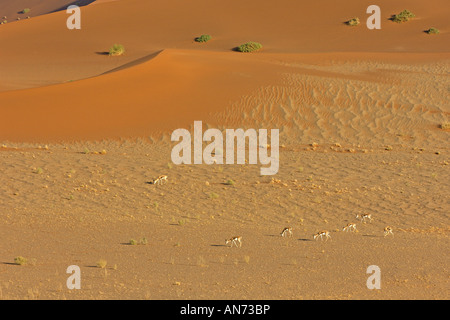 Roten Sanddünen und Herde Springböcke Antidorcas Marsupialis in Namib-Wüste Stockfoto