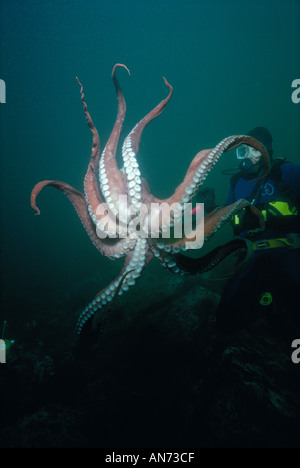 Pazifische Riesenkrake 20 kilo Stockfoto