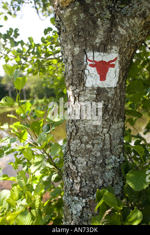 Lodert auf einem Baum an der Cezallier Trail (Frankreich). Marquage à la Peinture pour Indiquer le Circuit Pédestre du Cézallier Stockfoto