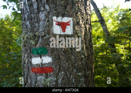 Lodert auf einem Baum an der Cezallier Trail (Frankreich). Marquage à la Peinture pour Indiquer le Circuit Pédestre du Cézallier Stockfoto