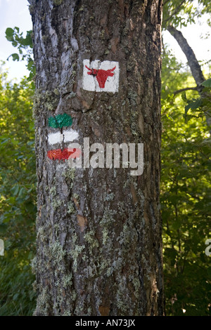 Lodert auf einem Baum an der Cezallier Trail (Frankreich). Marquage à la Peinture pour Indiquer le Circuit Pédestre du Cézallier Stockfoto