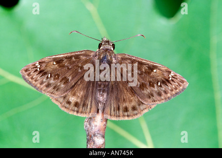 Horaces Duskywing Erynnis Cocles südlichen Illinois USA männlichen 12 June Hesperiidae Pyrginae Stockfoto