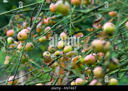 Englische Äpfel in einem englischen Obstgarten Stockfoto