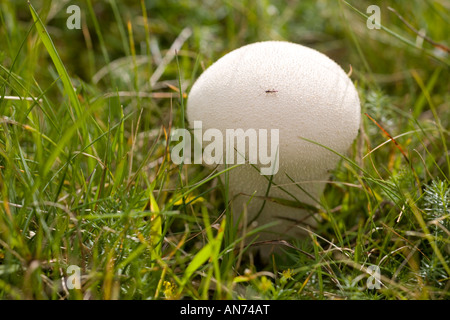 Ein Puffball Mushroom (Lycoperdon Perlatum) auf einer Wiese (Frankreich). Vesse de Loup (Lycoperdon Perlatum) Dans un Pré (Frankreich). Stockfoto