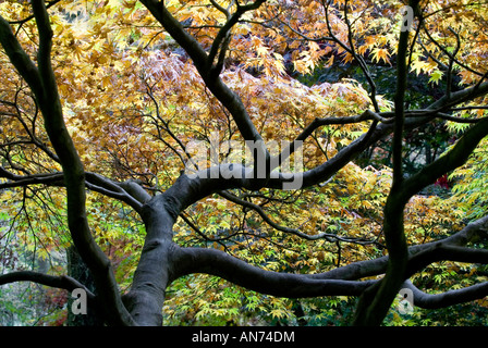 Japanischer Ahorn Acer Palmatum auf Queenswood Arboretum Leominster im Herbst Stockfoto