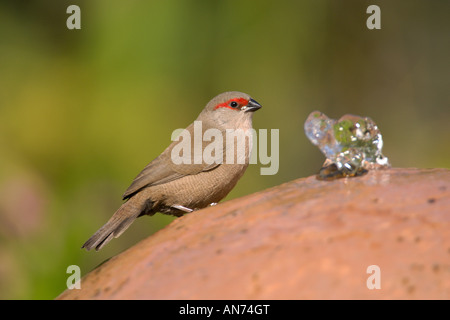 Gemeinsamen Wellenastrild Estrilda Astrild juvenile November im Garten Wasserbrunnen Walvis Bay, Namibia zu trinken Stockfoto