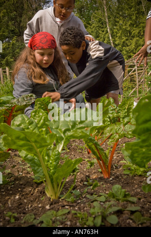 100 4. und 5. Klässler von John Muir Elementary School verbringen Sie 4 Tage im Freien und ökologische Aktivitäten. Stockfoto