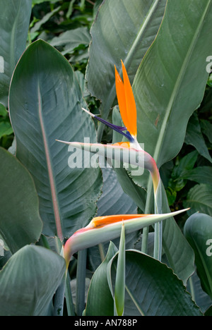 Paradiesvogelblume Strelitzia Reginae humilis Stockfoto