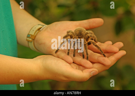 Ein Chile stieg Tanantula Lebensraum cala Stockfoto