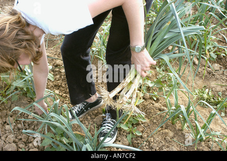 Paris, Frankreich, Frau im Feld, pflückt eigenes Bio-Gemüse auf „DIY“ Farm, bückt sich, zieht Lauch Gemüsegarten, gesundes Essen Stockfoto